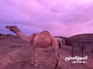  1 ناقه للبيع