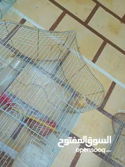  19 عصافير كنار للبيع جواز جاهزه في  اشي مع بيض واشي مش مع بيض وفي فراخ صغار جواز