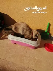  17 بسينة هملايا عمرا سنة