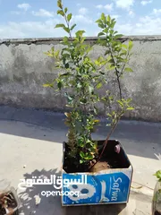  1 شتلات فواكه للبيع