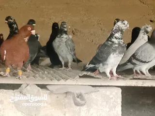  5 انواع حمام مشكلة للبيع