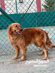  2 للتبني ...شرط لعائله مهتمه