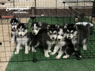  1 Husky puppies / جراوي هاسكي........