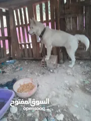  1 انا عندي  كلبه هاسكي انثه عمرها 5اشهر