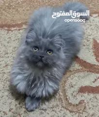  2 سكوتش فولد ذكر و انثى بصحة ممتازة