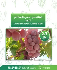  7 شتلات وأشجار العنب النادرة من مشتل الأرياف أسعار منافسة الأفضل في السوق   انگور  Grapes