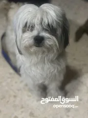  1 كلب زينه مخلص مطعيم معها دفترمطعيم