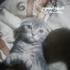  6 سكوتش فولد