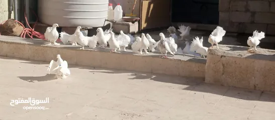  1 حمام هزاز البينو ابيض كوم للبيع