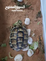  2 sulcata tortoise