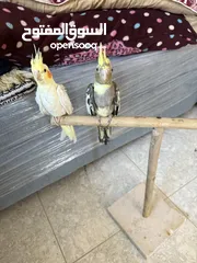  6 طيور كوكتيل للبيع