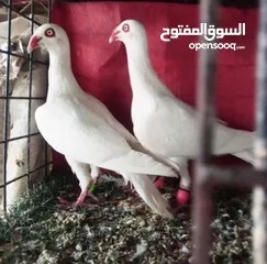  12 حمام نخب الماني جواز وفردات