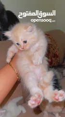 6 Mix persian kittens