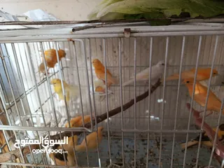  8 كوم كناري 17فرخ وطيرتين العدد 19