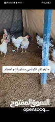  5 دجاج وبيض عضوي