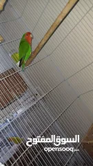  4 love Bird's Long Feather for Sale