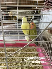  5 ببغاء روز ذكر وأنثى جاهز للتزاوج
