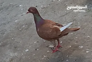  10 حمام انواع للبيع