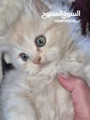  13 قطط ذكور من أصول نقيه واحد همالايا تشوكلت لونج هير بلو بوينت وواحد بريتش ريد لونج هير مقزم للجادين