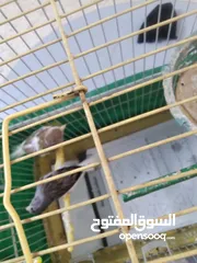  1 عصافير كنار جوز شغال
