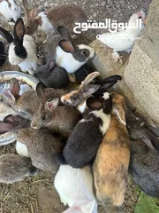 12 ارانب  عماني وتهجين وهولندي