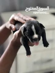  3 American bully puppies