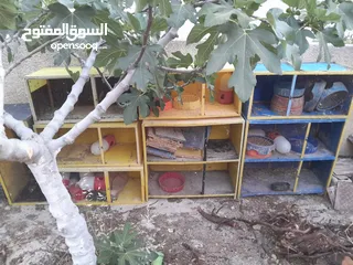  3 قنون حمام لوكسان للبيع
