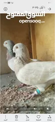  5 جوز كشكي اصفر طيره عجمية فحل هومر جوز مسكي