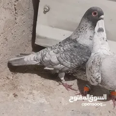  8 حمام للبيع جواج الجوز 10