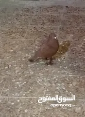  1 حمام زوج حمر اصلي للبيع