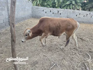  4 ثيران محلية