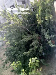  2 منزل مستقل للبيع في عجلون راسون