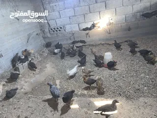  4 صيصان بلدي وبندوق براهمي...فراخ حبش هولندي جامبو...فراخ وديوك بلدي وباكستاني وفيومي ذهبي واسود