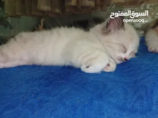  1 5 قطط هملايا