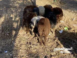  7 خرفان بلدي للبيع