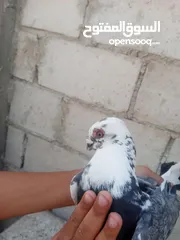  2 حمام للبيع