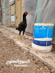  11 باكستاني، براهما، امهات لاحم فرخات عمر 3 شهور  صوص باكستاني حر  ديوك باكستاني خط أول و فرخات شغالة