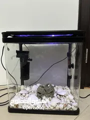  2 Fish Aquarium for Sale