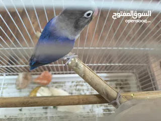  5 love bird with cage