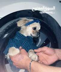  2 كلبه بكنيز