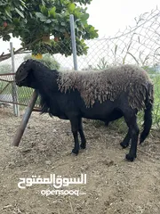  1 يلي ما جاد لا يتواصل  للبيع فقط