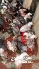  2 يتوفر لدينا صوص بلدي عمر شهر ماخذ جميع المطاعيم صحه ونظافه 250 حبه عالكوم سعر