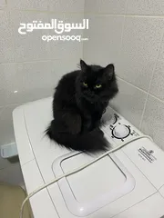  2 Black cat persian