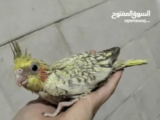  3 فرخ كوكتيل ايزابيل للزق اليدوي