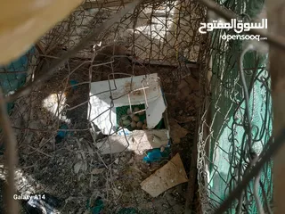  3 زوج شنير مع بيضهن للبيع