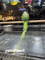  28 ببغاء كاسكو فراخ متكلمة