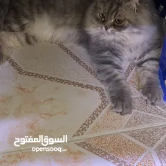  4 قطط كيوت ولعوبين