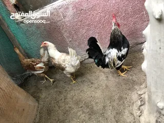  2 دجاج عرب اصلي