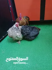  3 متاح ديج و2 دجاج كوجن