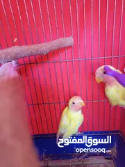  4 عصافير روز للبيع